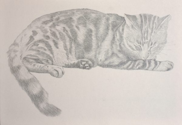 Tabby