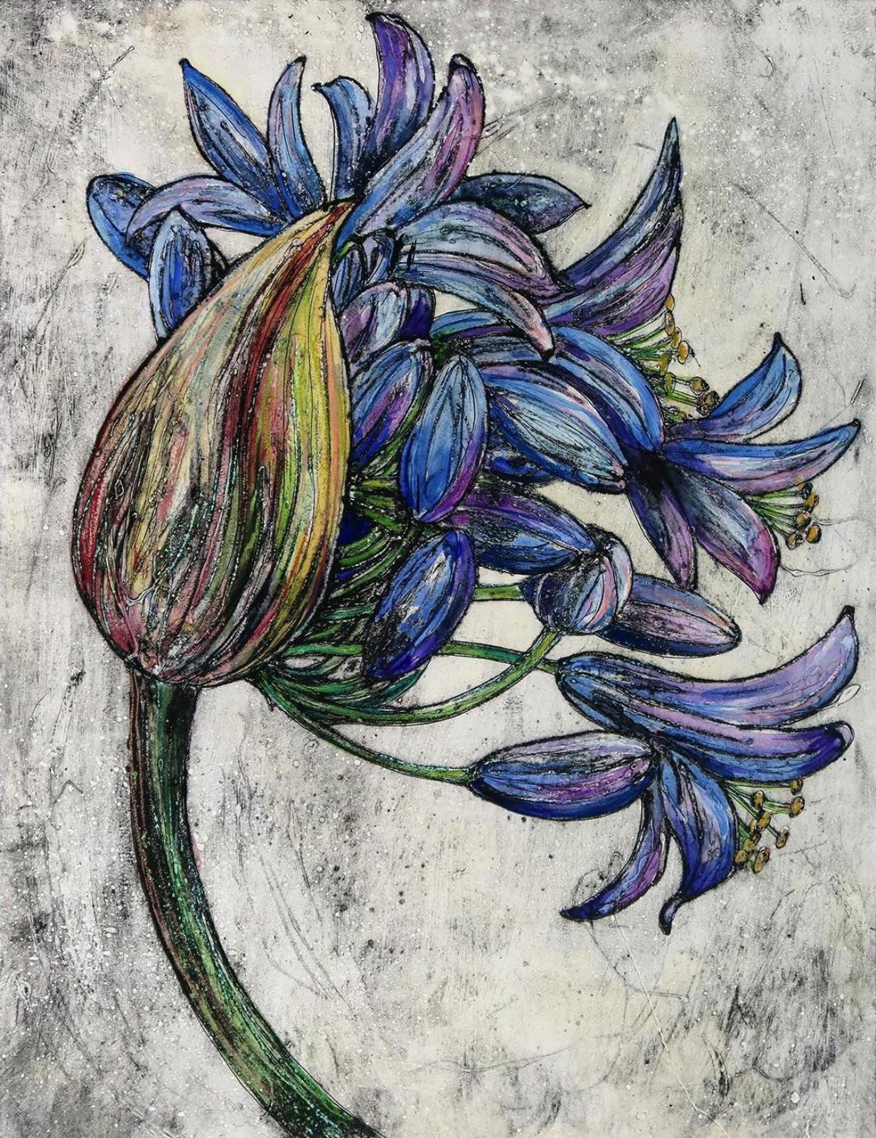Agapanthus Blue Giant