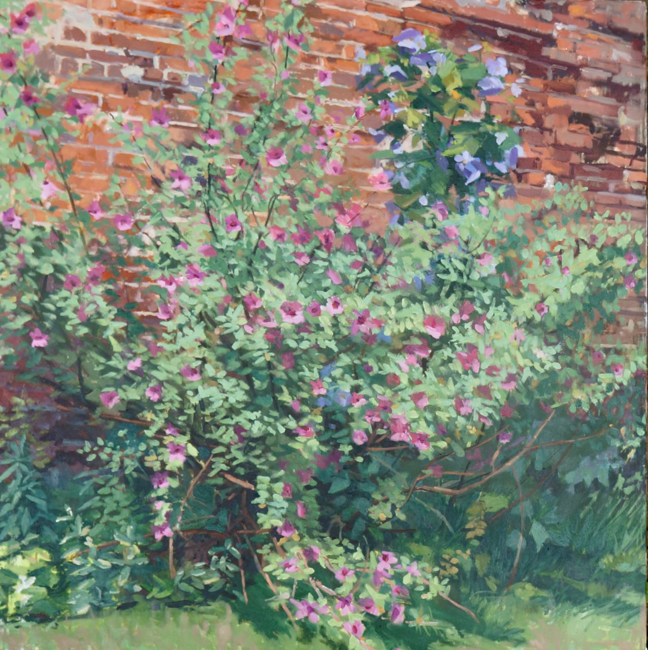 Anisodontea against a Wall