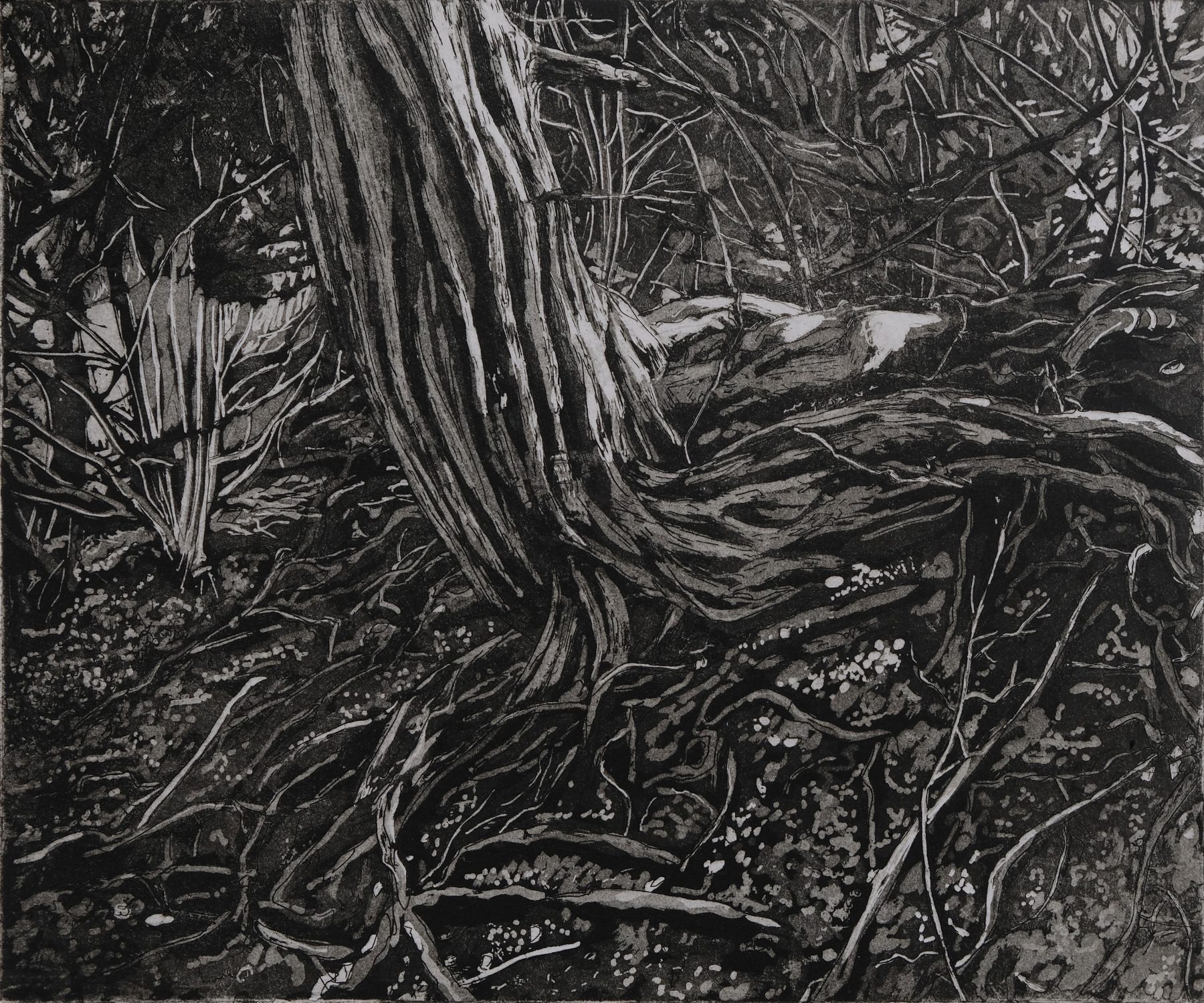 Yew Tree, White Down