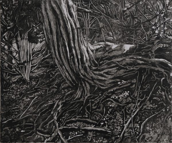 Yew Tree, White Down