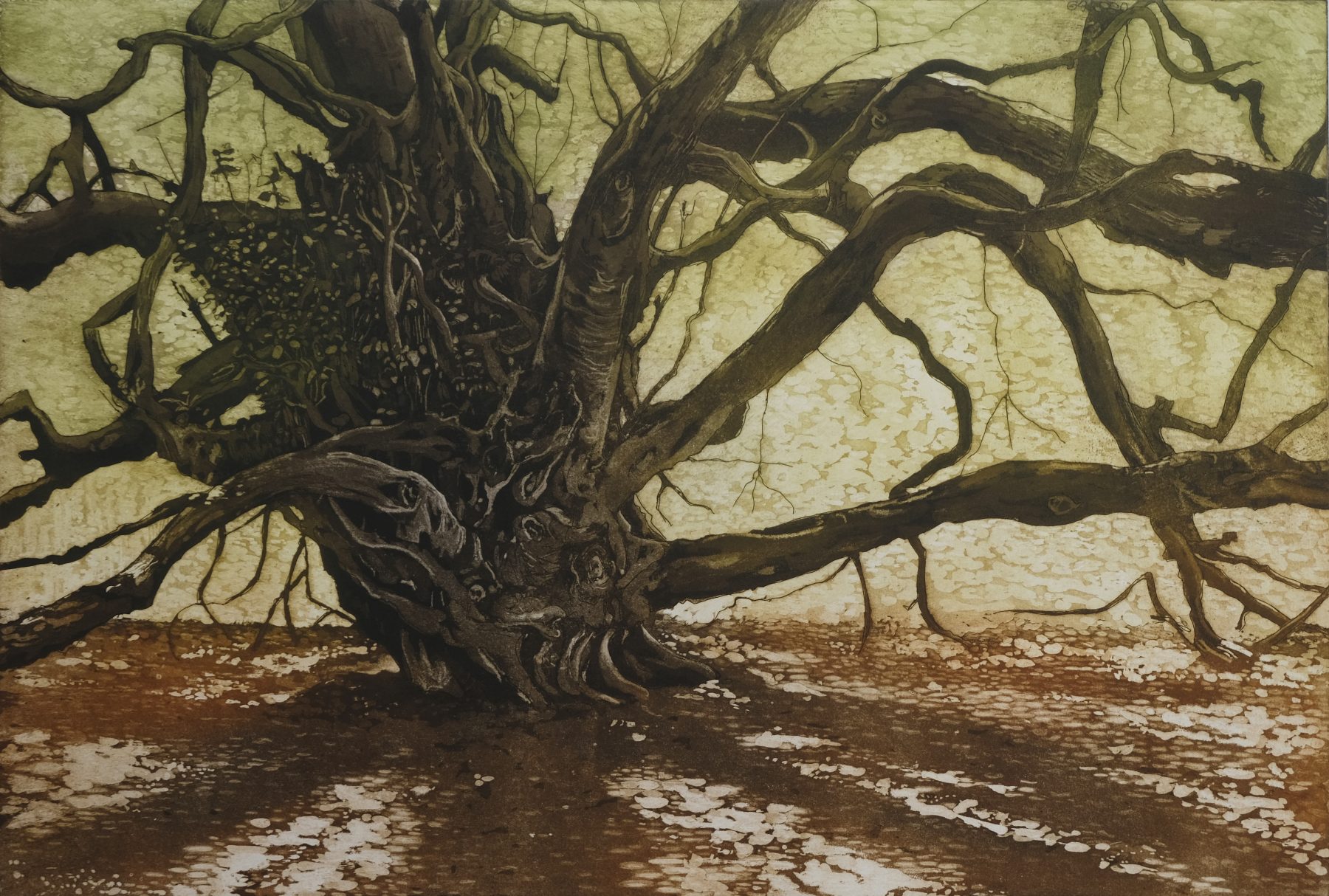 The Witches’ Broom Tree II