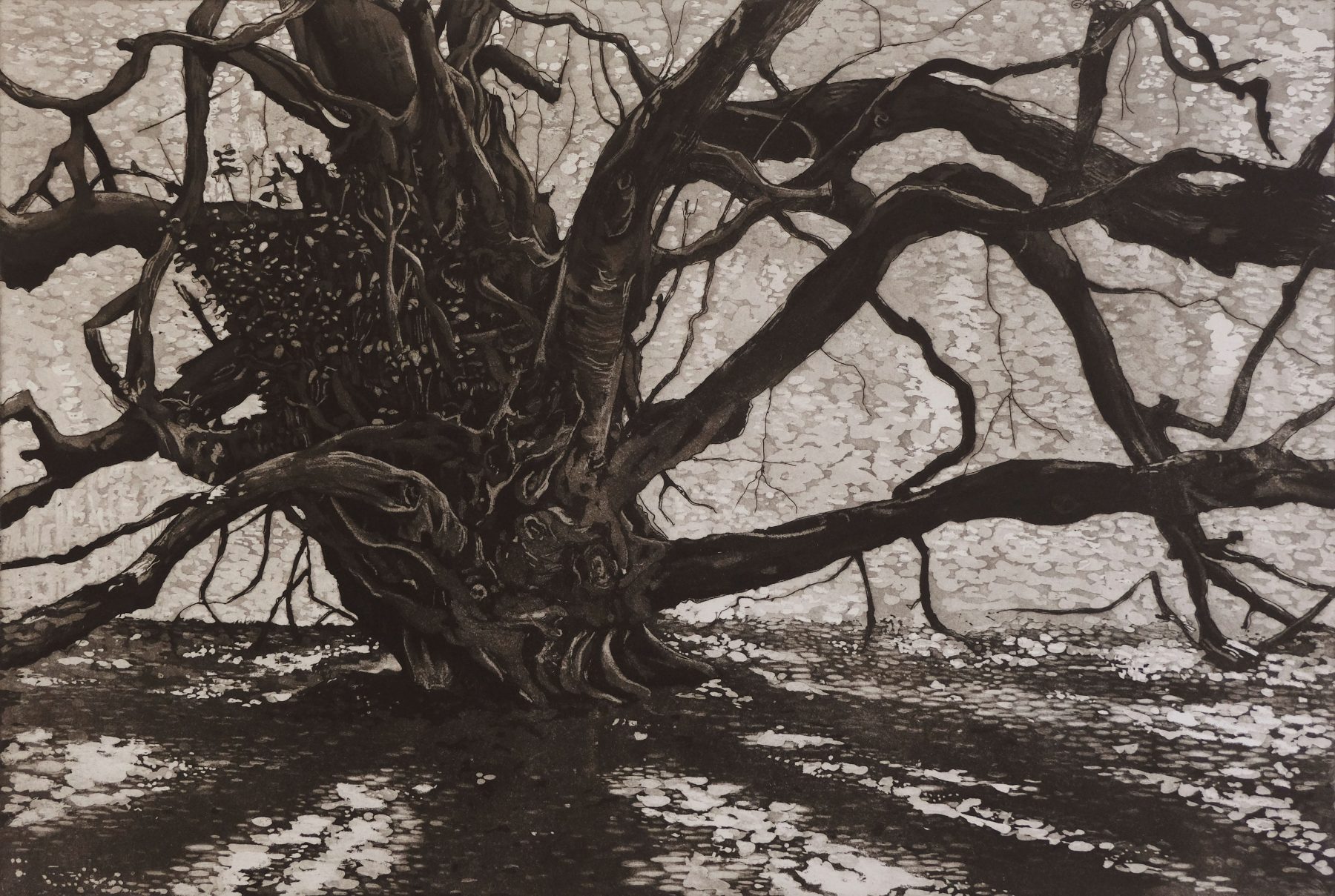 The Witches’ Broom Tree
