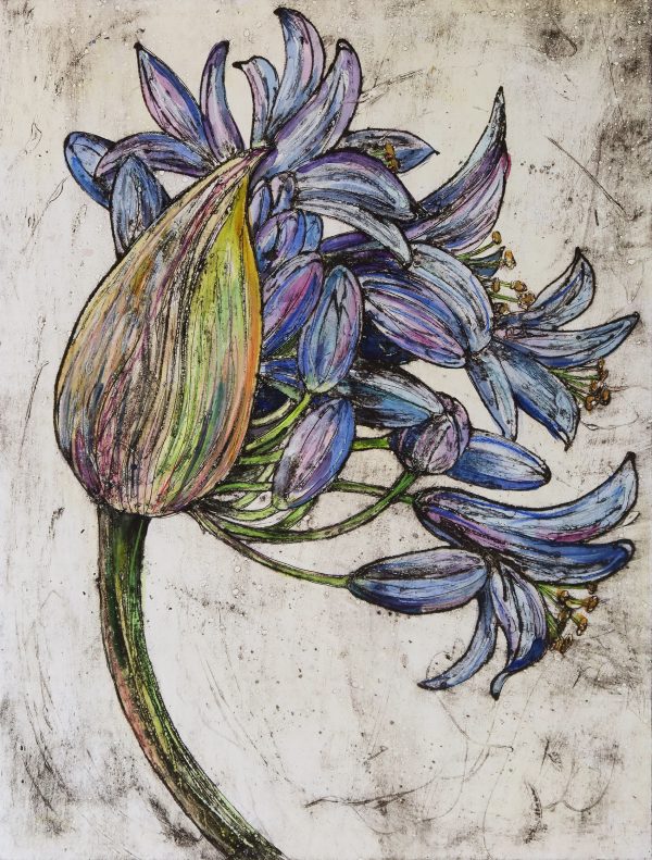 Agapanthus Blue Giant