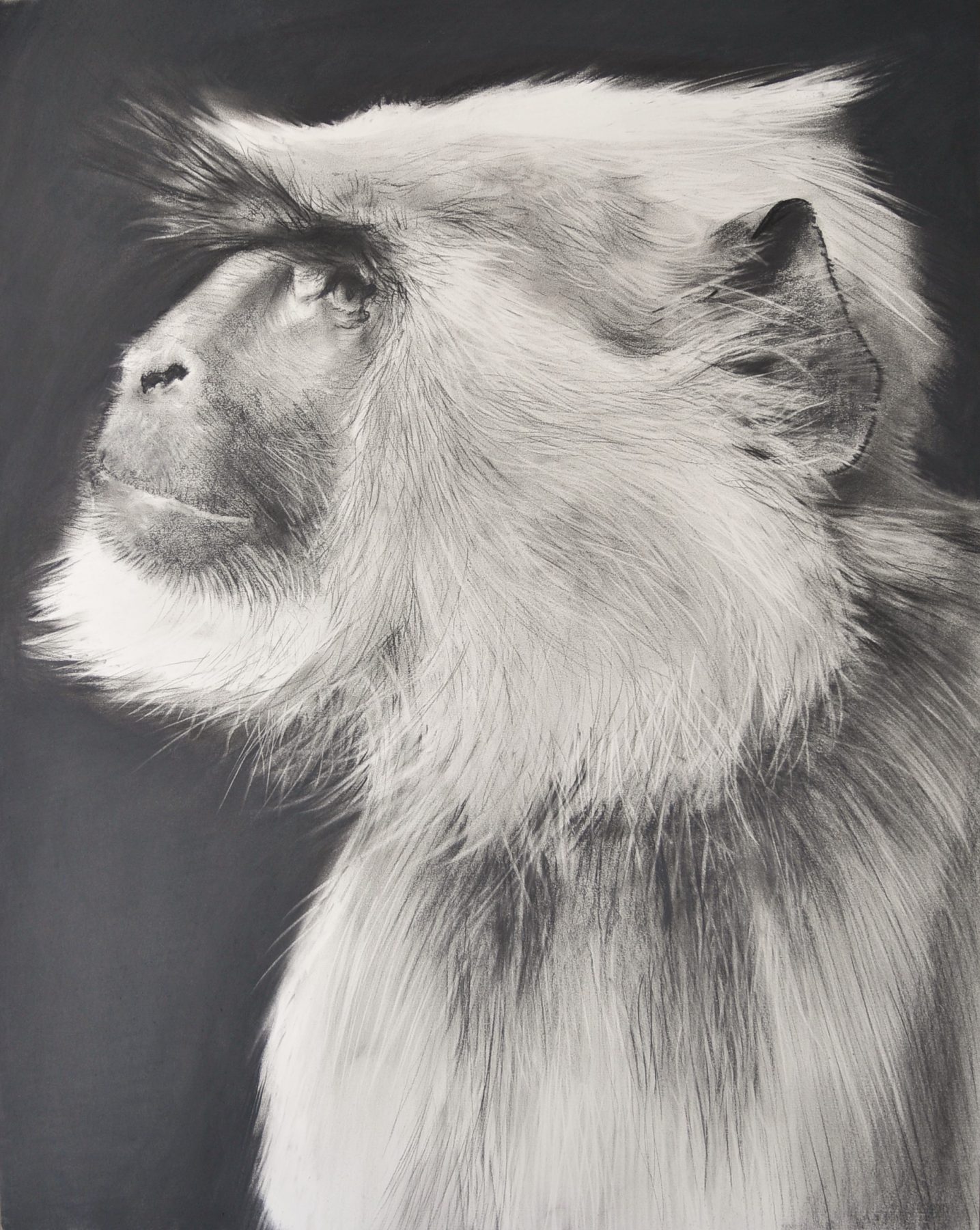 Hanuman Langur