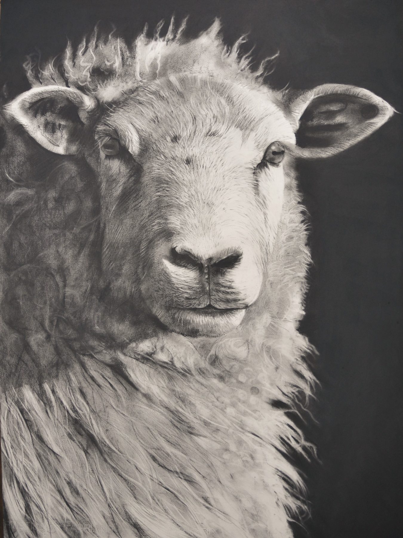 Sheep No.33