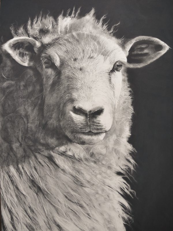 Sheep No.33