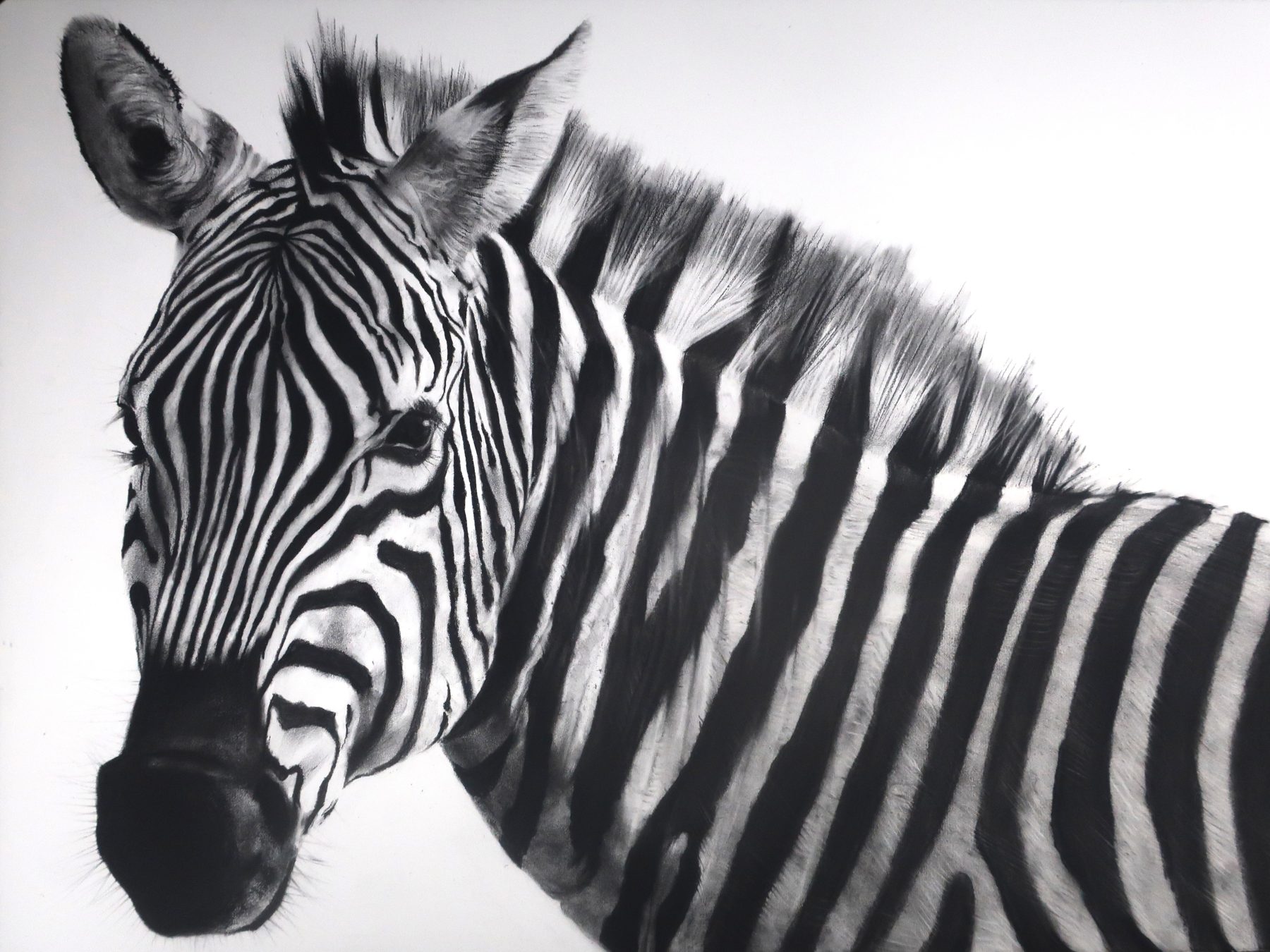 Zebra No.3