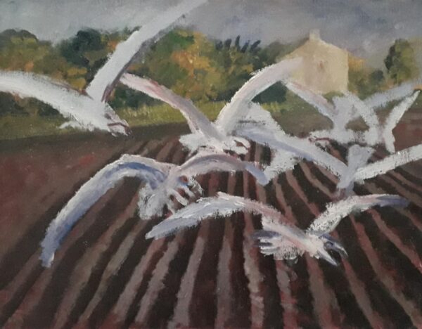 Gulls Flying over a Field