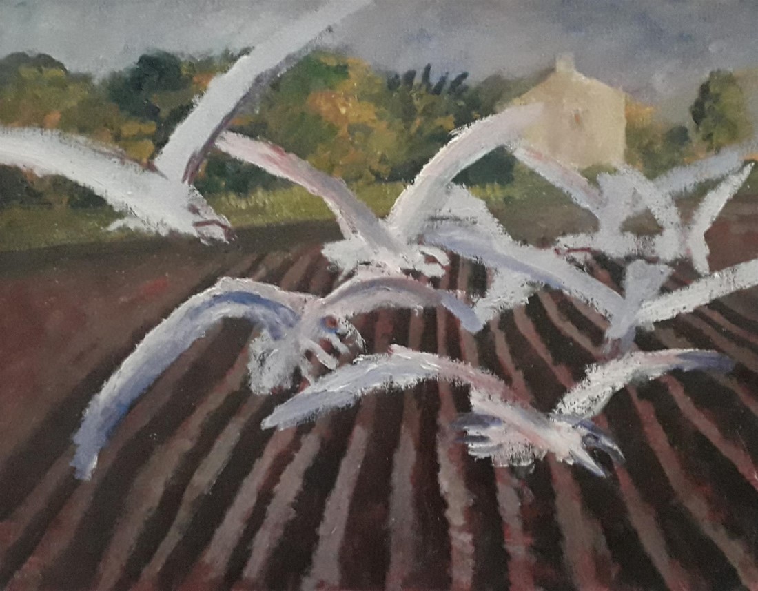 Gulls Flying over a Field